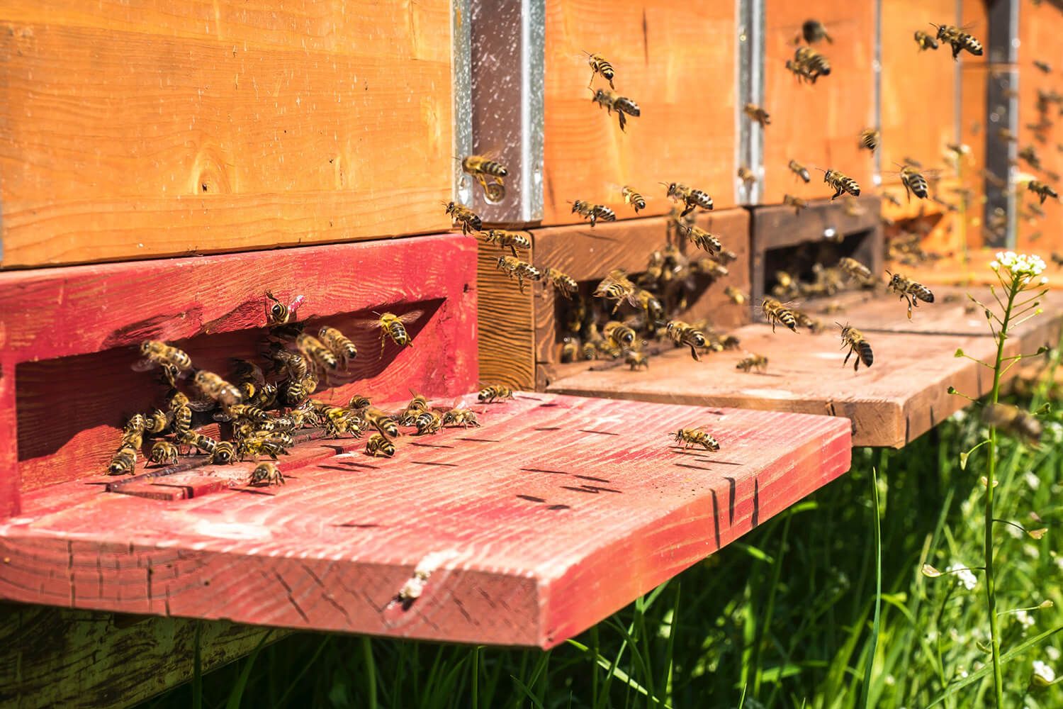 Bienenstöcke