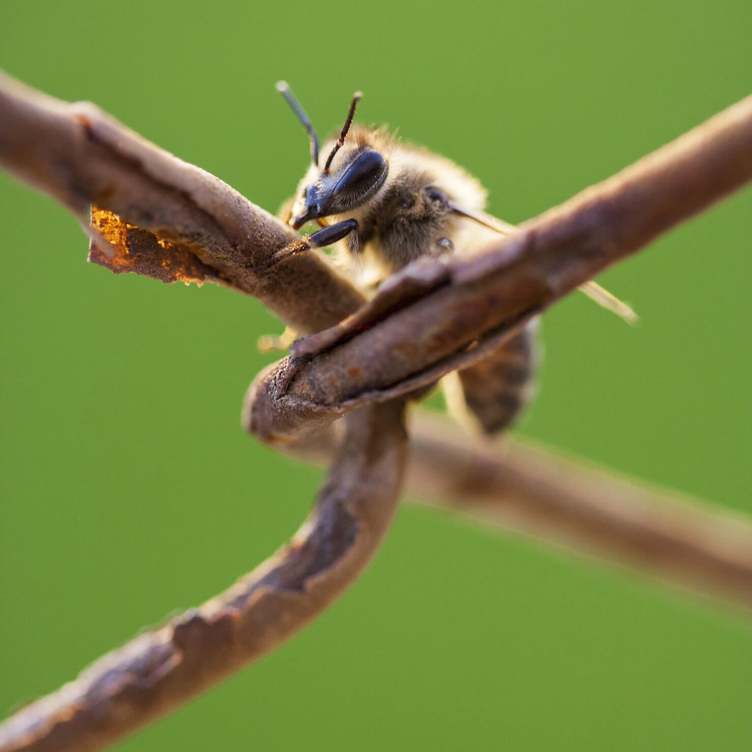 Bienengift