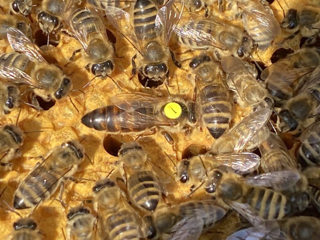 Bienenkönigin